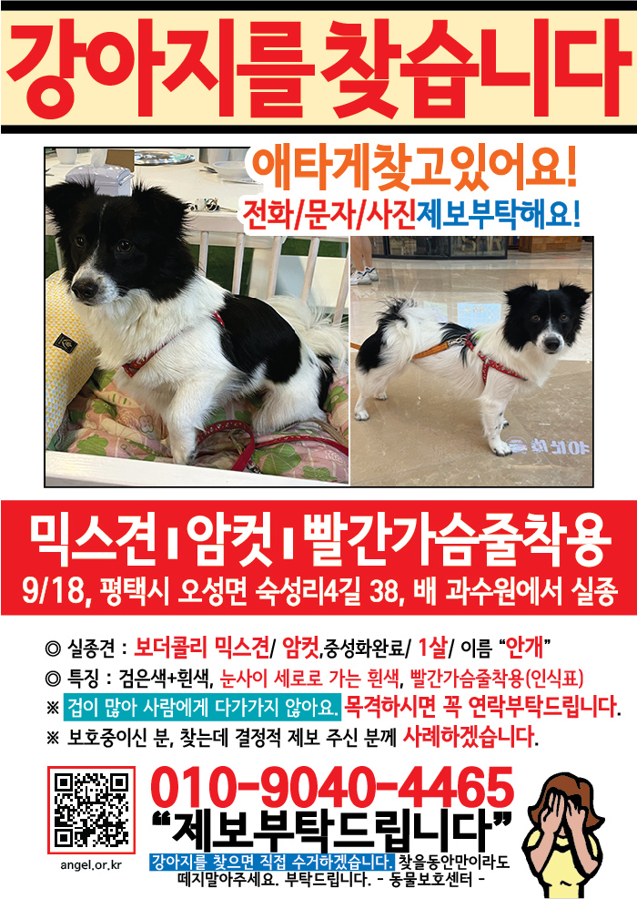 강아지 고양이 전단지