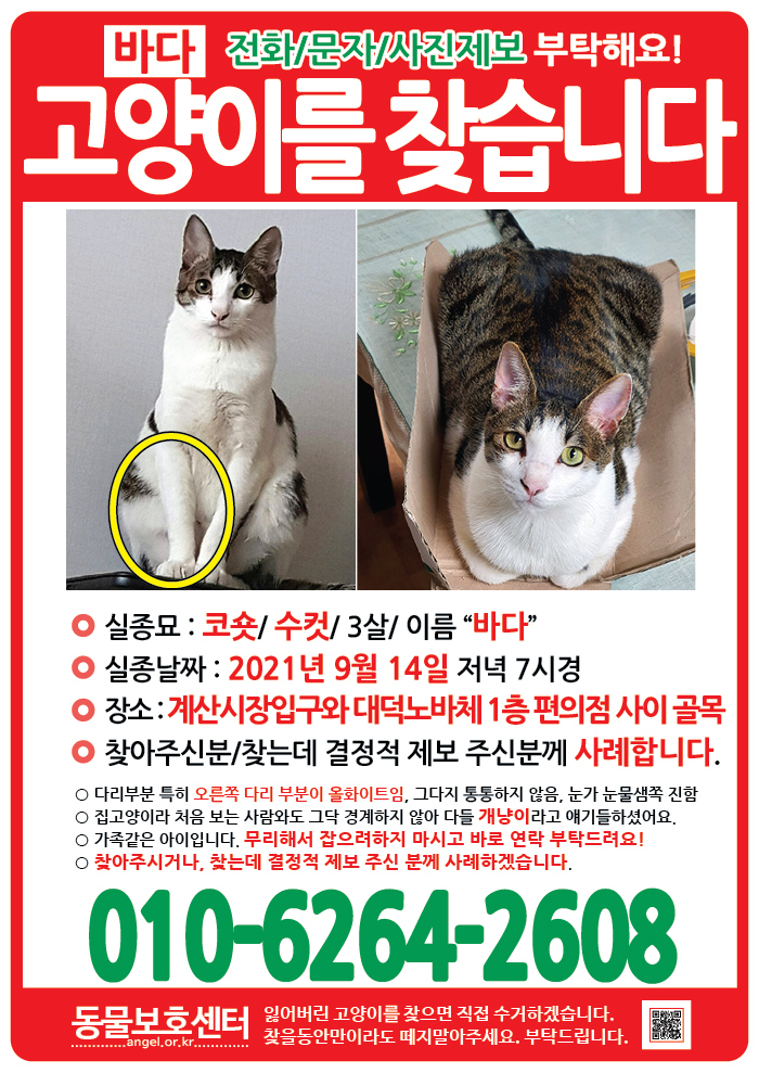 강아지 고양이 전단지