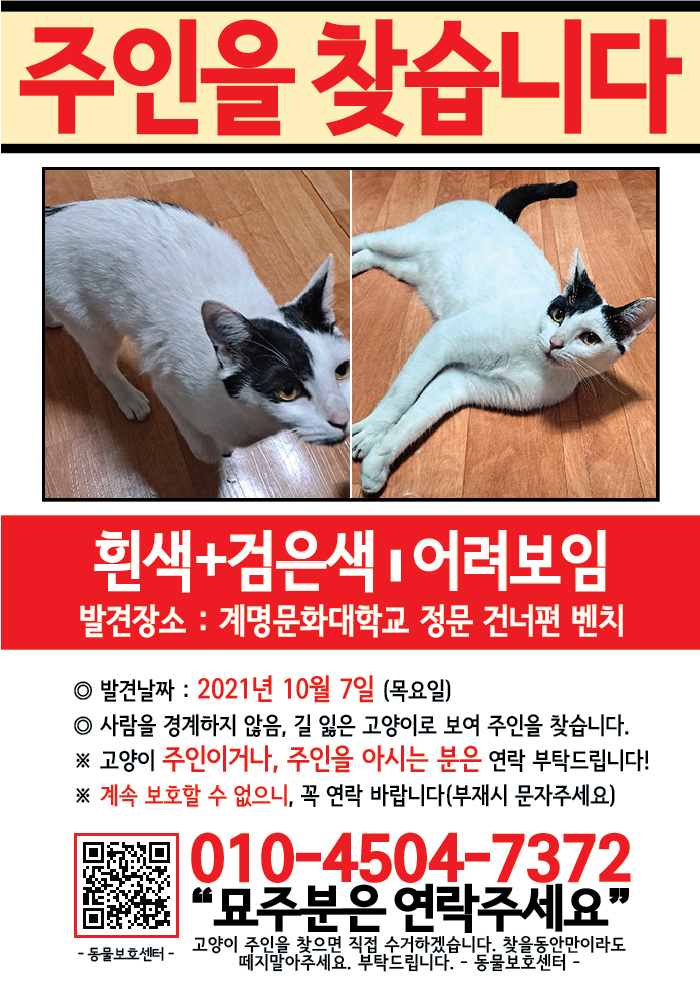 강아지 고양이 전단지