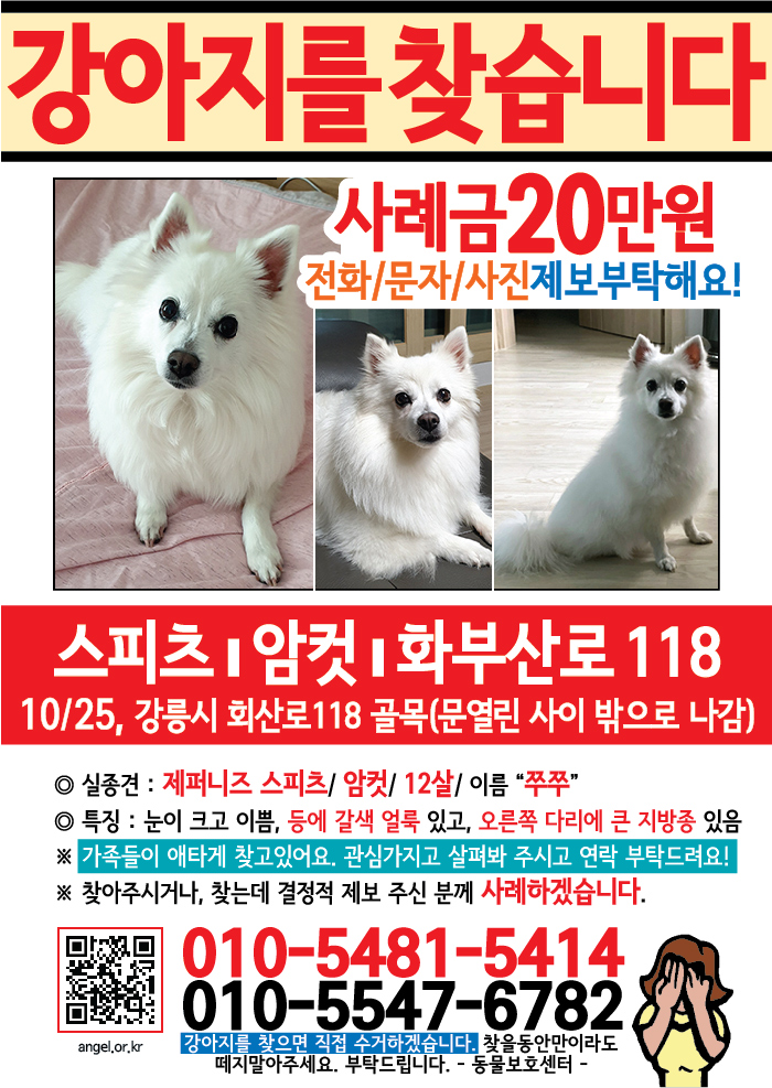 강아지 고양이 전단지