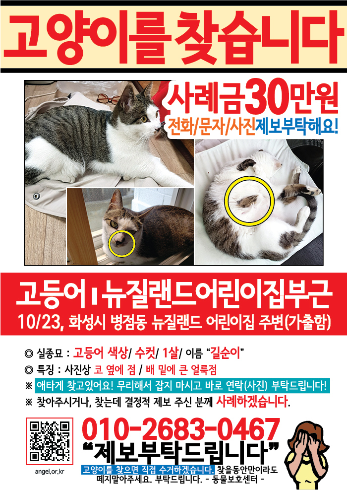 강아지 고양이 전단지