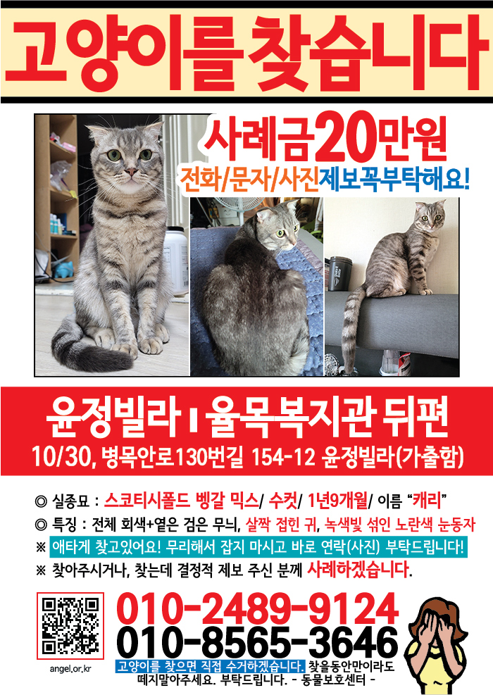 강아지 고양이 전단지