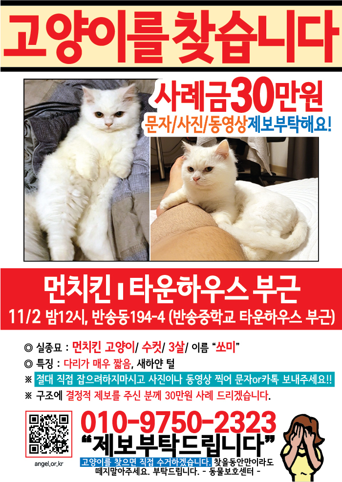 강아지 고양이 전단지