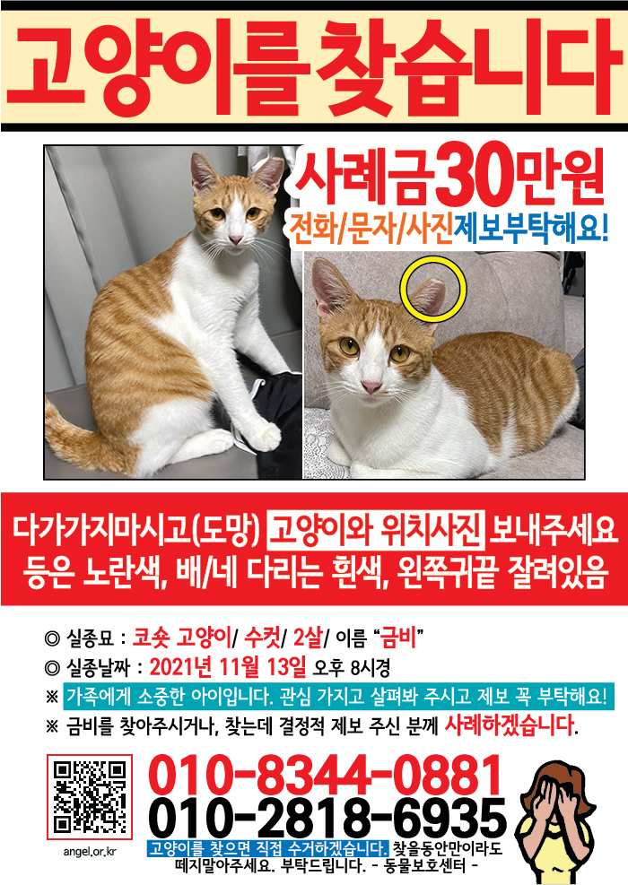 강아지 고양이 전단지