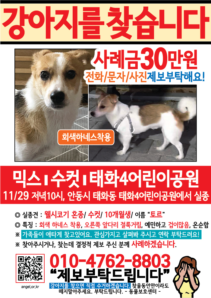 강아지 고양이 전단지