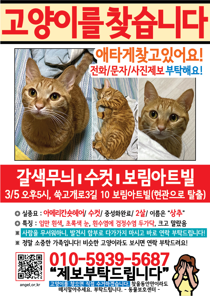 강아지 고양이 전단지