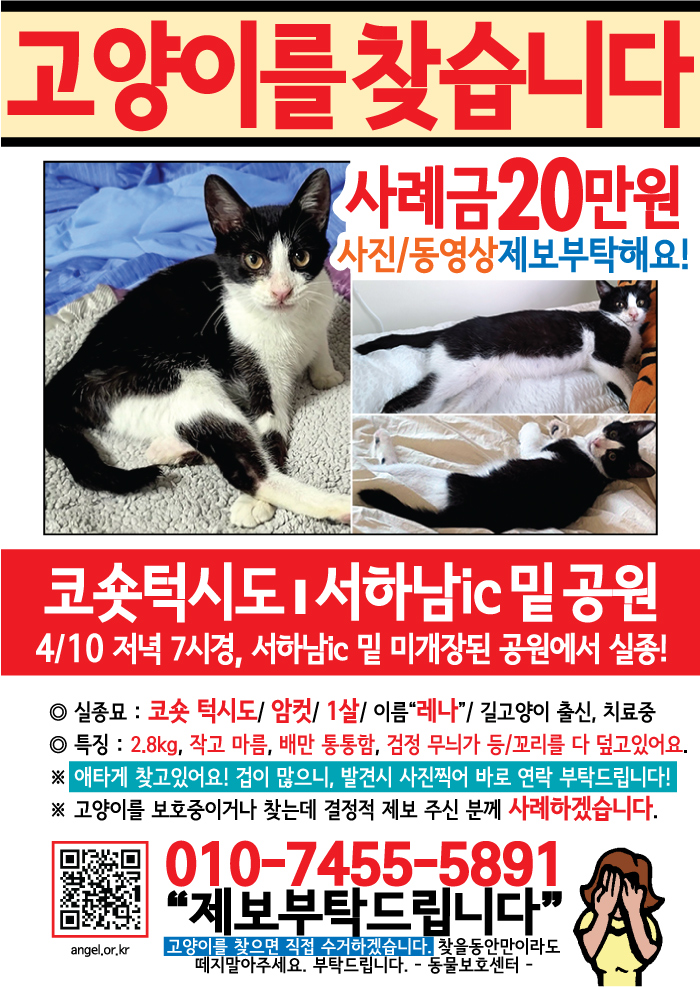 강아지 고양이 전단지