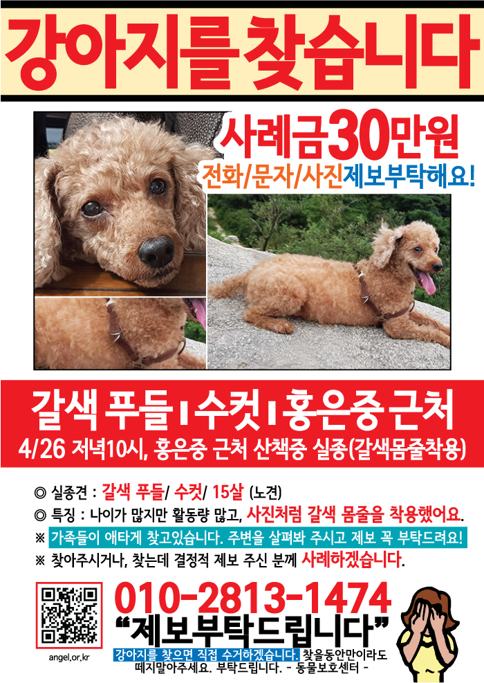 강아지 고양이 전단지