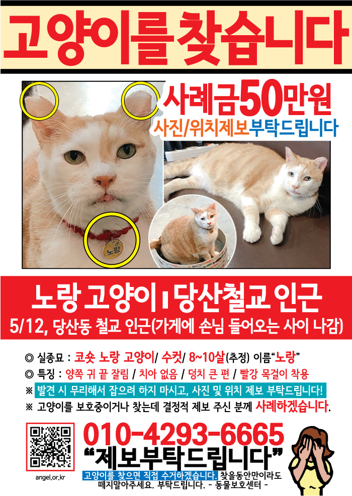 강아지 고양이 전단지