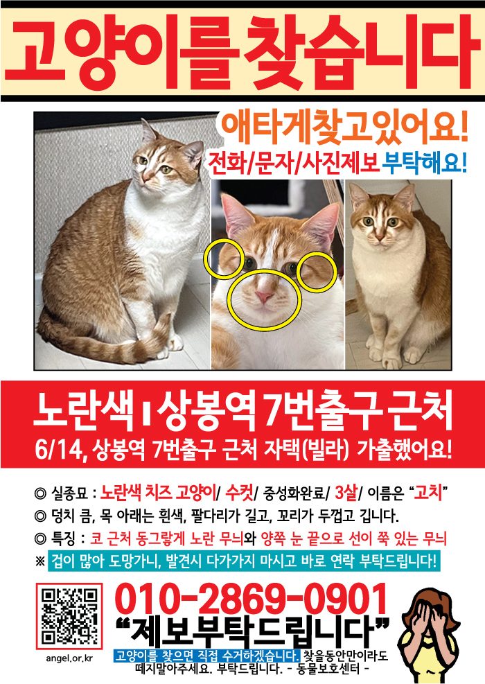 강아지 고양이 전단지