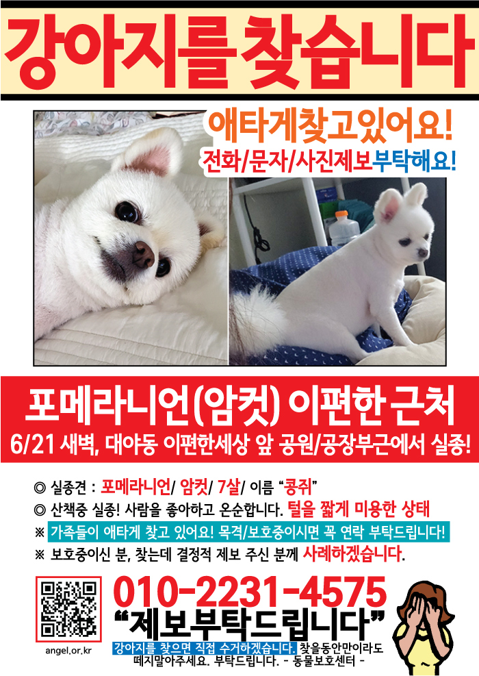 강아지 고양이 전단지