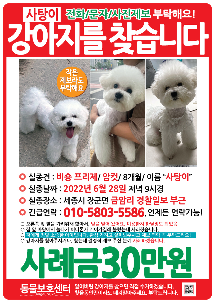 강아지 고양이 전단지