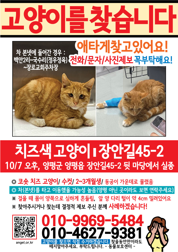 강아지 고양이 전단지