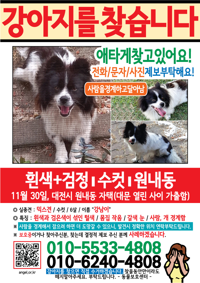 강아지 고양이 전단지