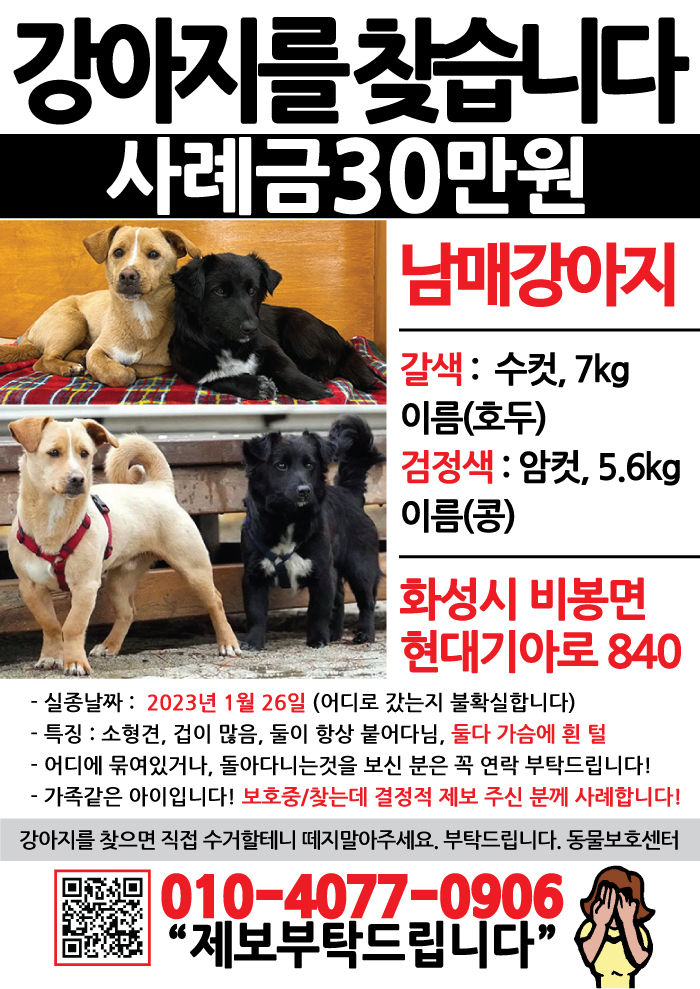 강아지 고양이 전단지