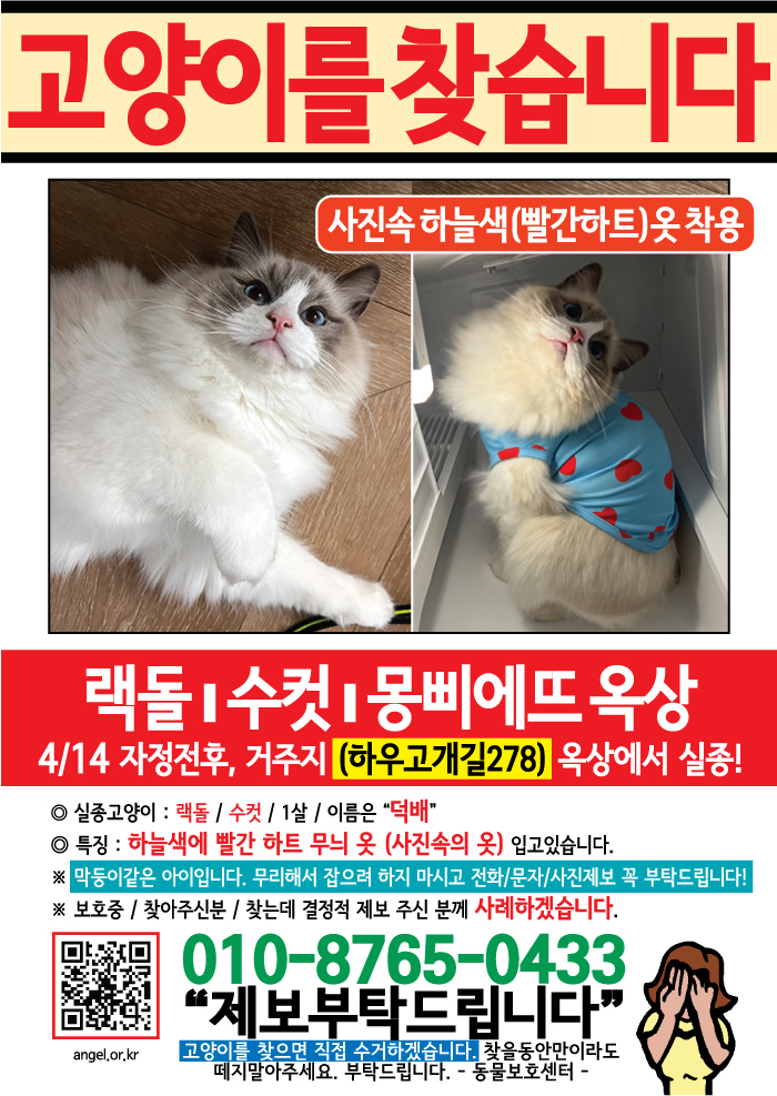 강아지 고양이 전단지