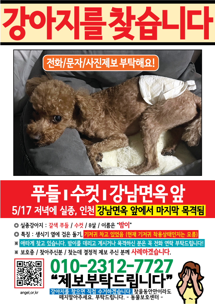 강아지 고양이 전단지