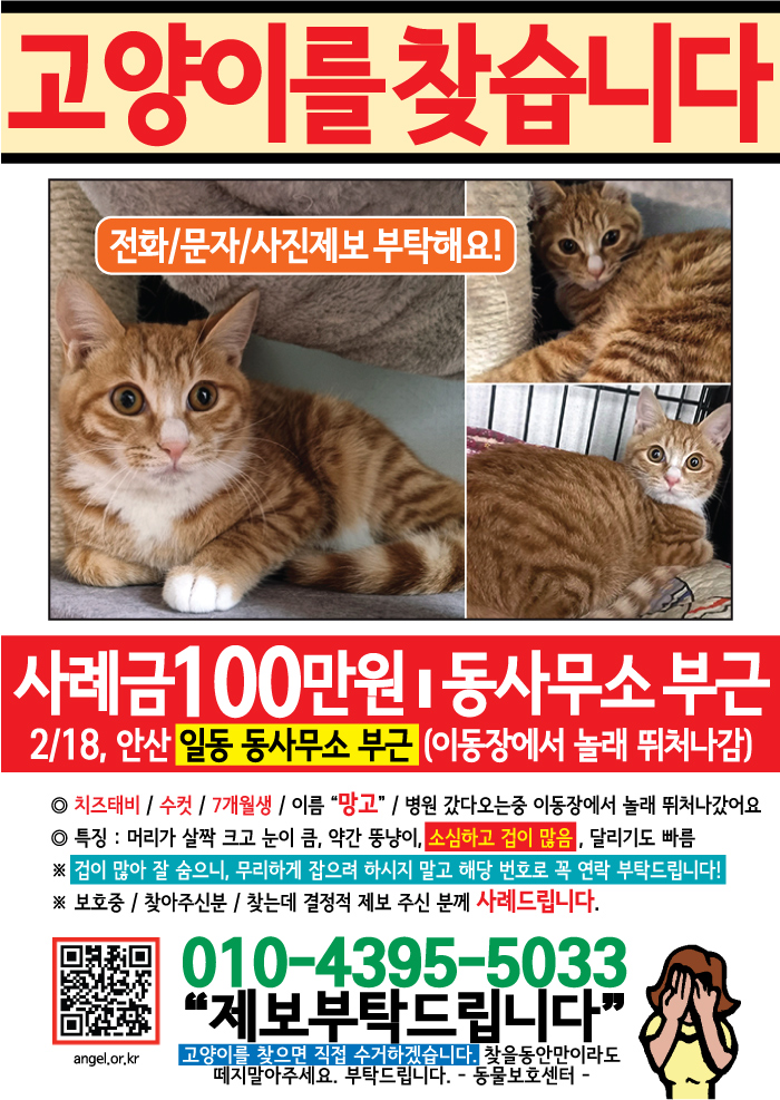 강아지 고양이 전단지