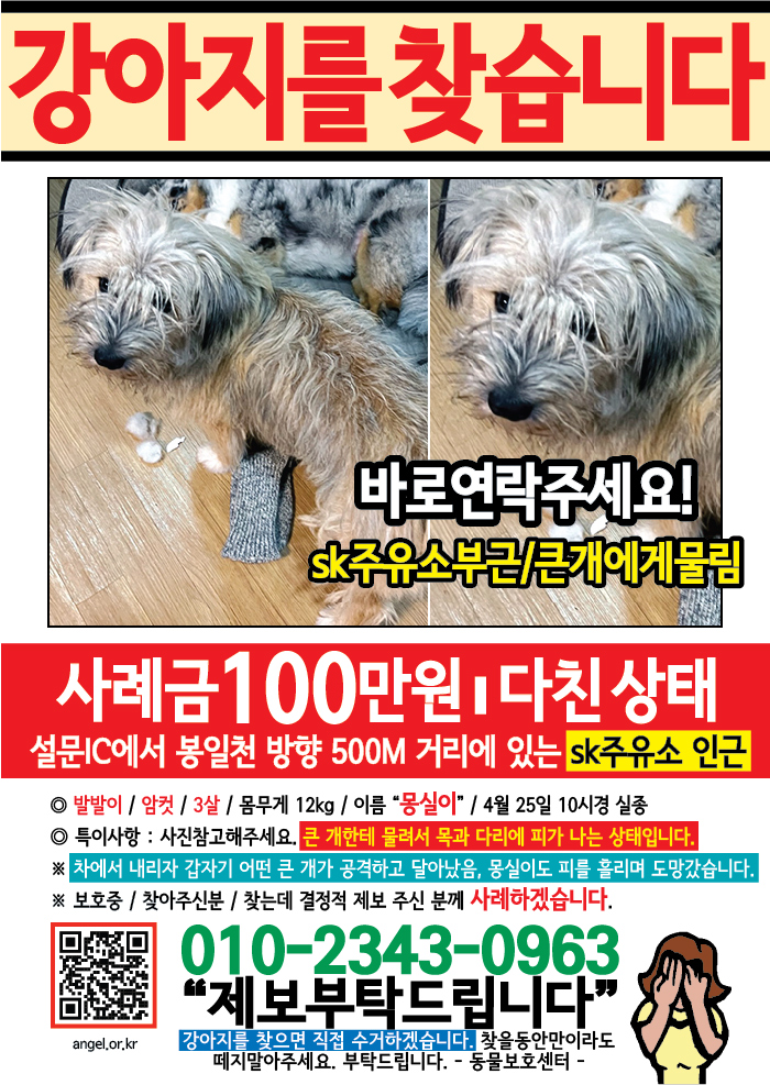 강아지 고양이 전단지