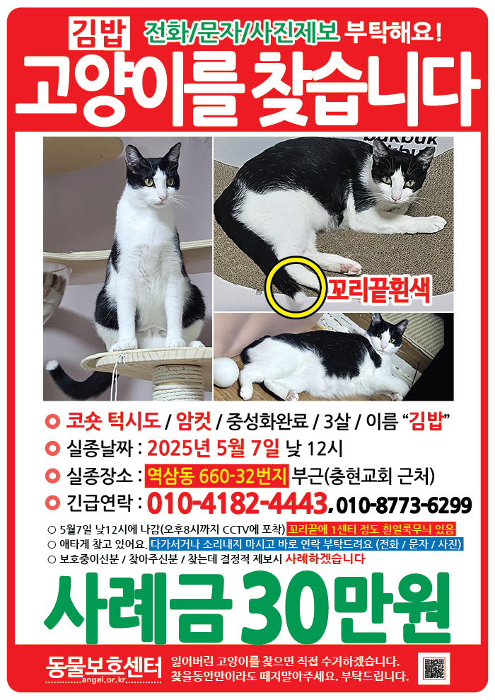 강아지 고양이 전단지