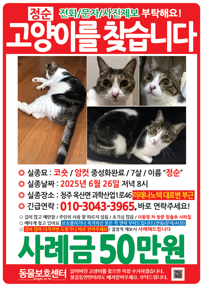 강아지 고양이 전단지