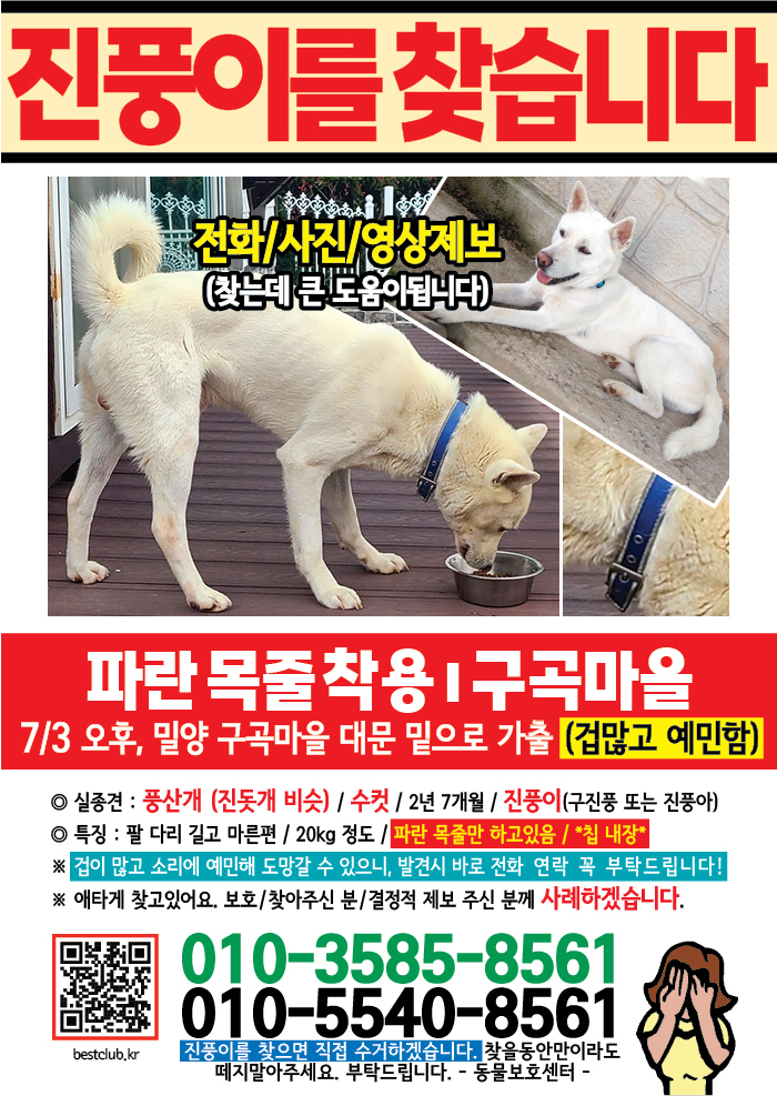 강아지 고양이 전단지
