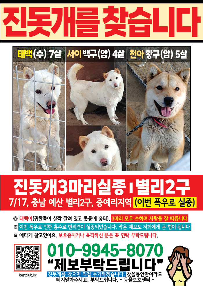 강아지 고양이 전단지