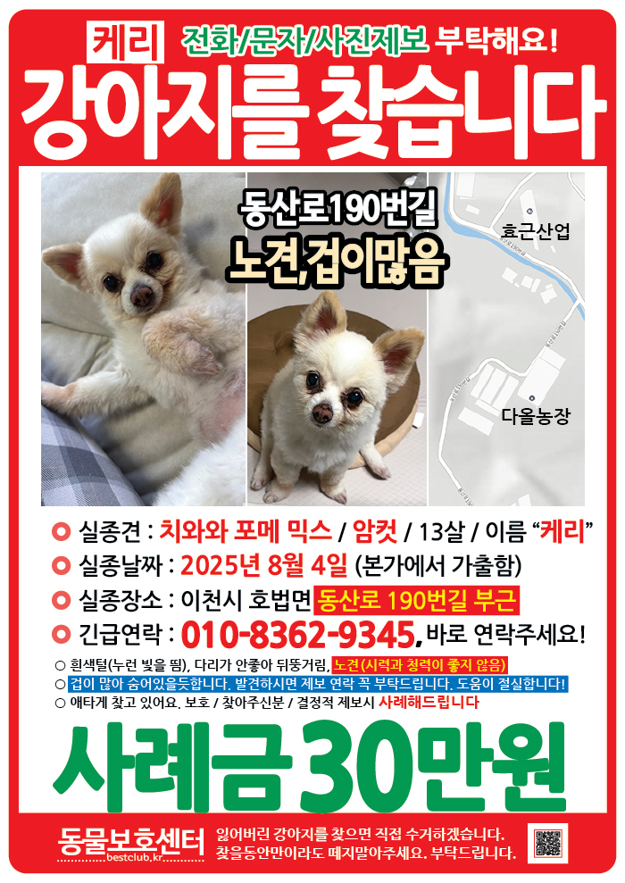 강아지 고양이 전단지