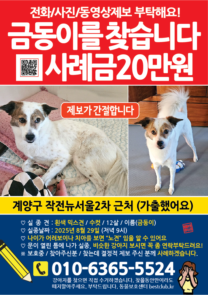 강아지 고양이 전단지
