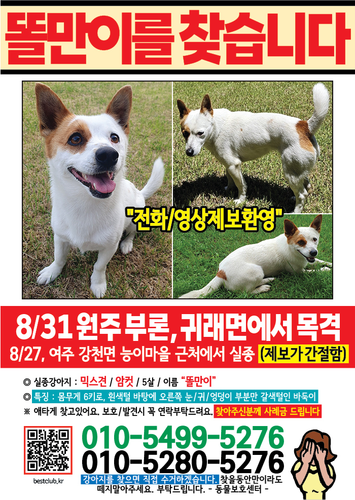 강아지 고양이 전단지