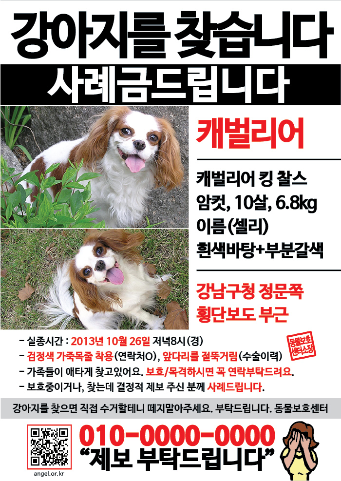 강아지 고양이 전단지